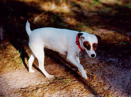Bandit, the official Puckett Observatory dog